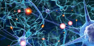 The psychedelic drug psilocybin increase the connections between neurons