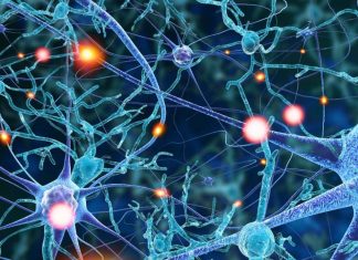 The psychedelic drug psilocybin increase the connections between neurons