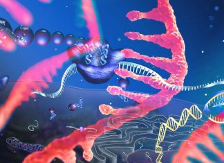COVID-19: il vaccino RNA autoamplificante (saRNA) può generare una risposta immunitaria sicura nell’uomo