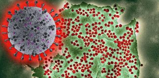An elderly woman was simultaneously infected with two different variants of COVID-19 in Belgium
