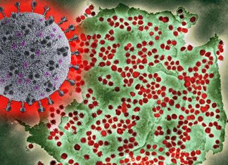 An elderly woman was simultaneously infected with two different variants of COVID-19 in Belgium