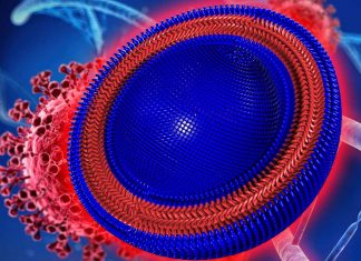 Il nuovo vaccino con i polimeri innesca una robusta immunità delle cellule T prevenendo l’infezione da SARS-CoV-2 nelle cellule
