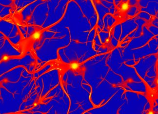 Seizures: 2-AG dampens down seizure activity but increases post-seizure oxygen deprivation in the brain