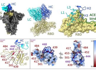 COVID-19: l’anticorpo SARS2-38 ha neutralizzato facilmente tutte le varianti