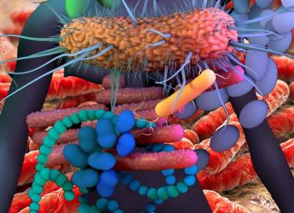 The evolution of bacteria in the human microbiome
