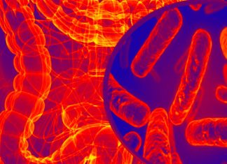 The key role of the intestines and microbiota in the development of cardiovascular disease