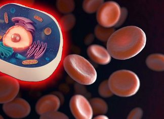 The autoimmune disease lupus may be triggered by a defective process in the development of red blood cells (RBCs)