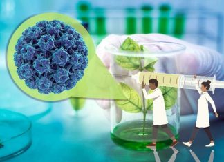 Plant-based vaccine for COVID-19