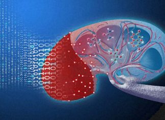 Researchers developed a special polymer to coat blood vessels on the organ to be transplanted reducing rejection