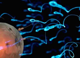 Researchers created an antibody that is 99.9% effective in trapping human sperm
