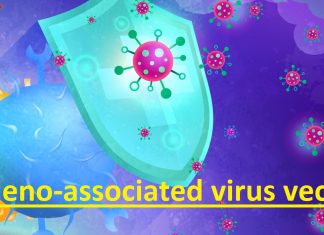 AAVCOVID vaccine maintain the immunity at peak levels for at least 11 months from a single-dose immunization