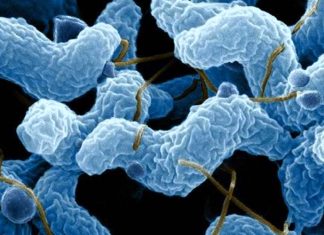 Pet store puppies are a source of extensively drug-resistant C jejuni infections in the United States