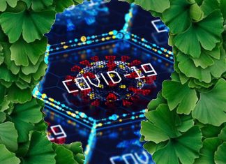 L’acido ginkgolico inibisce il coronavirus