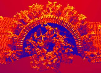 NSP1 Protein From SARS-CoV-2 Suppresses Human Host Genes