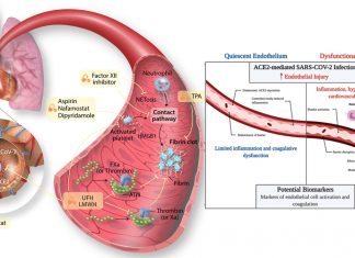 Majority Of Young Healthy Adults Will Exhibit Peripheral Macrovascular And Microvascular Complications Following COVID-19