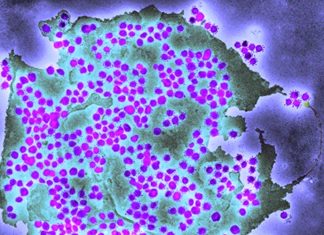 New Delta Sub-Variant Possessing Kappa’s S:E484Q Mutation And Iota’s S:T95I Mutation