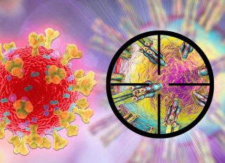 Il coronavirus SARS-CoV-2 è in grado di legarsi ad altri 13 recettori dell’ospite umano