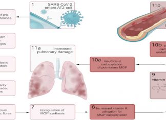Vitamin K Plays A Role In COVID-19