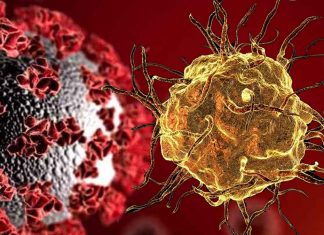 SARS-COV-2 is able to enter and replicate in human host macrophages triggering the inflammatory cascade