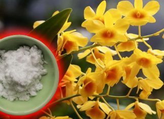 Il composto fitochimico erianina estratto dalle orchidee può curare il cancro alla prostata