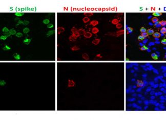 Researchers discovered that ethacridine is a potent drug against SARS-CoV-2