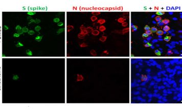 Researchers discovered that ethacridine is a potent drug against SARS-CoV-2