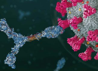 People infected with the original COVID-19 strain infection produce antibodies that do not bind to new variants