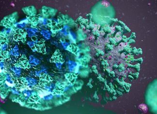 Pin1 – un tipo di prolina isomerasi – è indispensabile per la propagazione del nuovo coronavirus