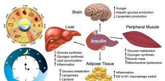 In che modo il muscolo scheletrico regola la funzione epatica e determina il metabolismo dei grassi?