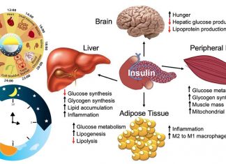 In che modo il muscolo scheletrico regola la funzione epatica e determina il metabolismo dei grassi?