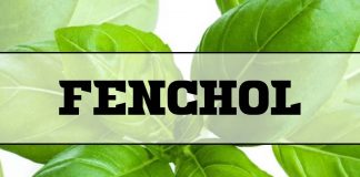 Fenchol: il composto naturale del basilico può proteggere dall’Alzheimer