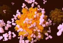 Opsonization by non-neutralizing antibodies could confer protection to SARS-CoV-2 infection by mediating phago-cytosis.