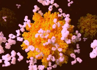 Opsonization by non-neutralizing antibodies could confer protection to SARS-CoV-2 infection by mediating phago-cytosis.
