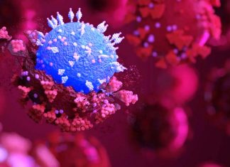 A new SARS-CoV-2 Lineage called B.1.620 has emerged from most probably Cameroon carrying a large number of unique mutations