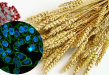 Gli scienziati esplorano la lectina naturale per curare il COVID-19