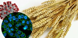 Gli scienziati esplorano la lectina naturale per curare il COVID-19