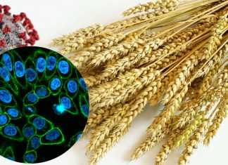Gli scienziati esplorano la lectina naturale per curare il COVID-19