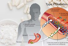 Diabete di tipo 2 e obesità: la carnosina è in grado di proteggere le cellule responsabili del controllo dei livelli di zucchero nel sangue