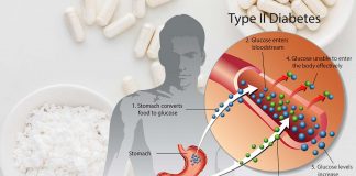 Diabete di tipo 2 e obesità: la carnosina è in grado di proteggere le cellule responsabili del controllo dei livelli di zucchero nel sangue