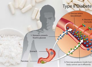 Diabete di tipo 2 e obesità: la carnosina è in grado di proteggere le cellule responsabili del controllo dei livelli di zucchero nel sangue