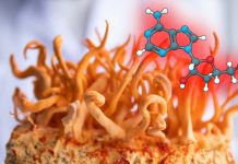 Chemotherapy drug NUC-7738 derived from a Himalayan fungus has 40 times greater potency for killing cancer cells than its parent compound
