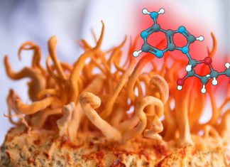 Chemotherapy drug NUC-7738 derived from a Himalayan fungus has 40 times greater potency for killing cancer cells than its parent compound