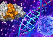 Sars-CoV-2 variants : Existing software documents missing gene segments in a misleading way