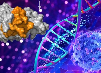 Sars-CoV-2 variants : Existing software documents missing gene segments in a misleading way