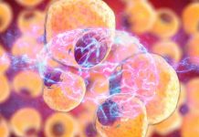 The role of fat cells in cognitive decline and neurodegeneration