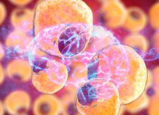 The role of fat cells in cognitive decline and neurodegeneration
