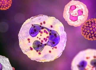 Severe COVID-19: Researchers have discovered a unique role of neutrophils in the pathogenesis of the disease