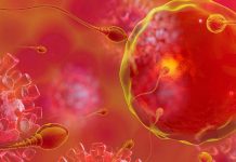 Impact of SARS-CoV-2 Infection on the Male Reproductive Tract: Potential Consequences and Pathological Findings