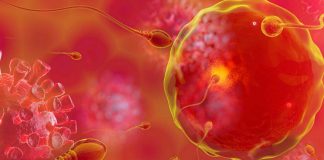 Impact of SARS-CoV-2 Infection on the Male Reproductive Tract: Potential Consequences and Pathological Findings
