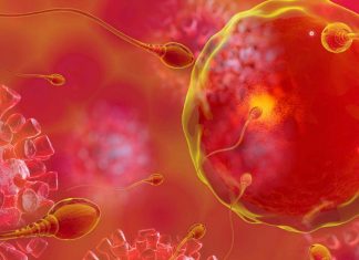 I ricercatori hanno rilevato il coronavirus SARS-CoV-2 nello sperma di maschi infetti e quelli che si sono ripresi avevano un basso numero di spermatozoi